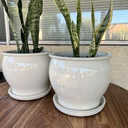 Snake Plant, San Siberia 