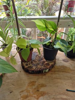 Brazil and Lemon Lime Philodendron starter plants
