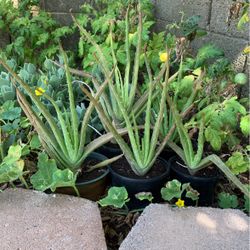 Live Aloe Vera Cactus Landscape Plants 