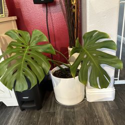 Monstera Clipping Already Rooted In Ceramic Pot