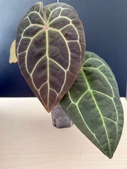 Anthurium [(Mag × AOS) × (Forgetii × Carla)] × (Code Red × Red Crystal)
