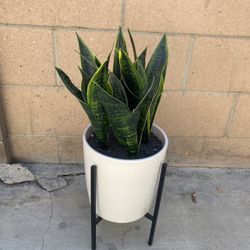 Fake Plant