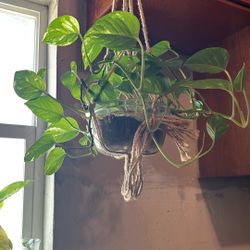 Pothos plant (Inside plants) 