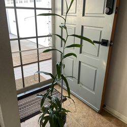 Nepenthes rebecca sooer Ventrata Alata Ventricosa Pitcher Plant Monkey Cup Carnivorous Huge Massive