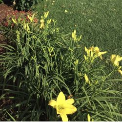 Yellow Lily Plants (5 Bulbs) with Blooming Flowers