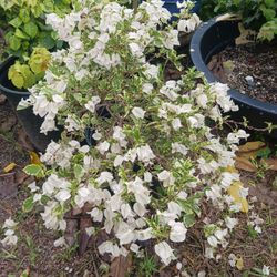 New Variegated Colors Available 7 Gallon Pots