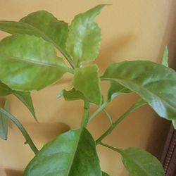 Longevity Spinach Plant 