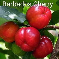Airing Barbados Cherry