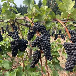 Pinot Noir Fruit 