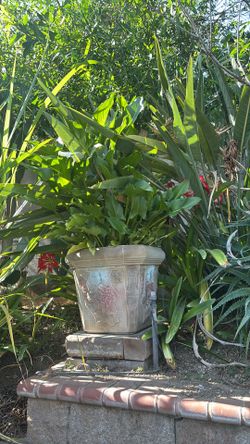 Plant for sale