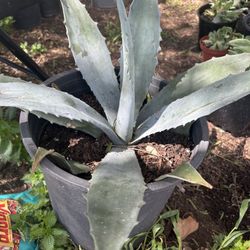 Agave Plant 