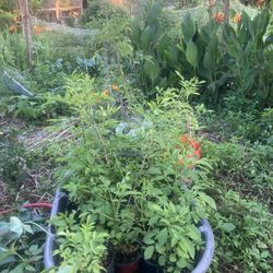 Elderberry Plants $10 Rouse Rd, Orlando 