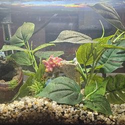 10 Gallon Tank: Whole Setup