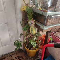 Plants babies lit up my room