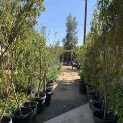 Plant Sale Fruit Trees Palms Flowers Shrubs Rosemary Horsetail Bayleaf Bungabilias Roses