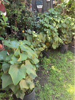 Chayotes 3 Feet Long Ready To Plant $10 Each OR $18 For 2 Plants