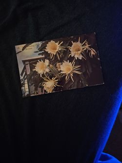 Night blooming cereus vintage postcard