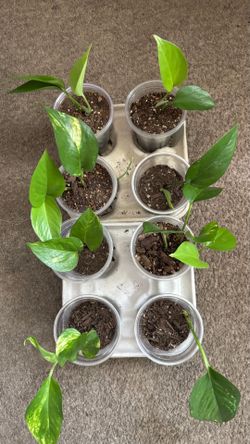 Plants