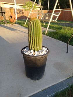 Cactus Plant