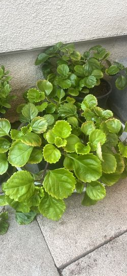 Plectranthus rastrero (hiedra sueca)