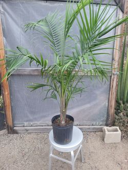 Majesty Palm 3.5' Tall in 10" Nursery Pot