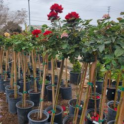 Rose Tree
