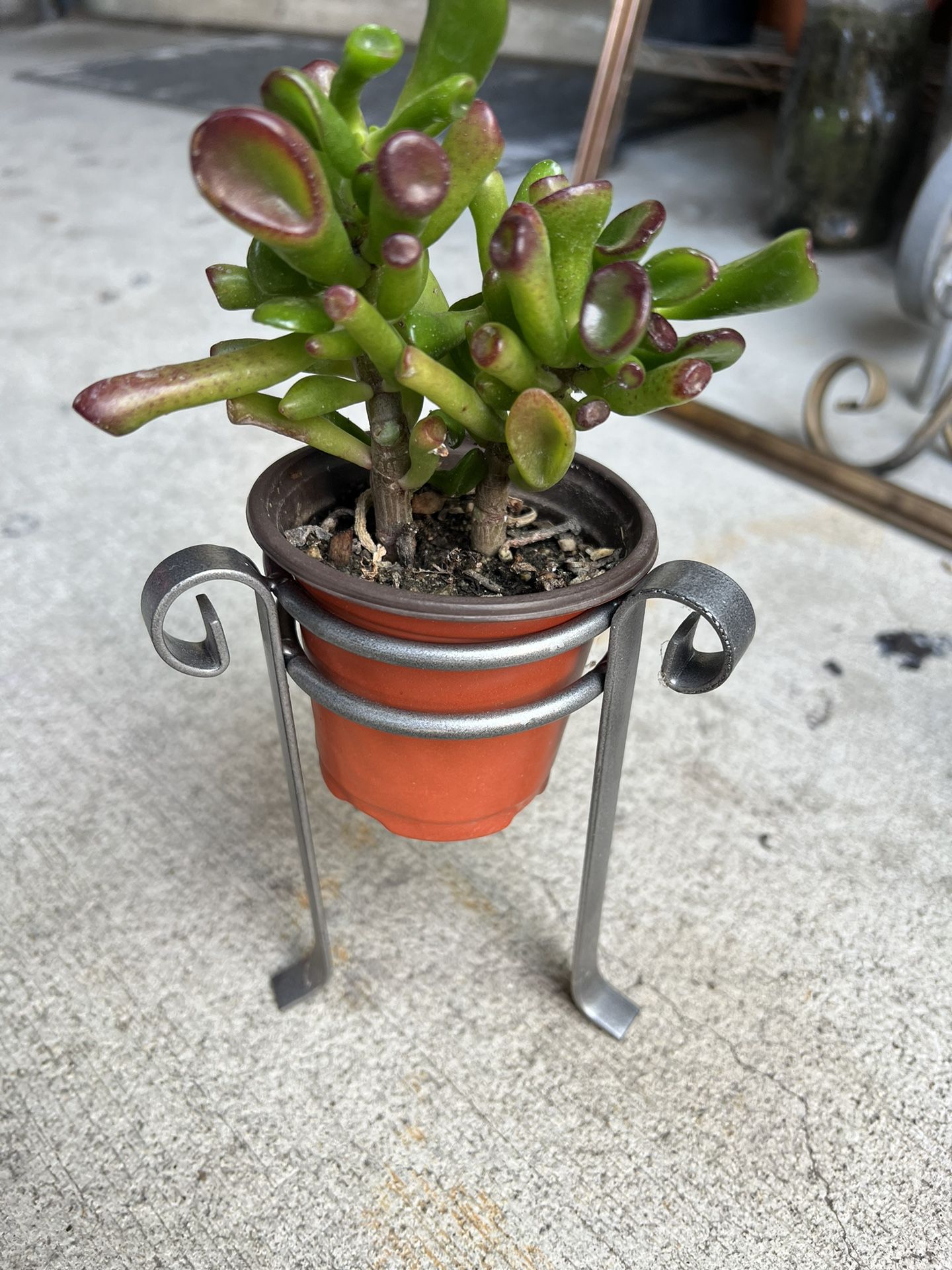 Plant And Holder Set 5 Dlrs