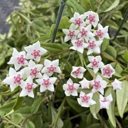 Hoya Bella - Blooming
