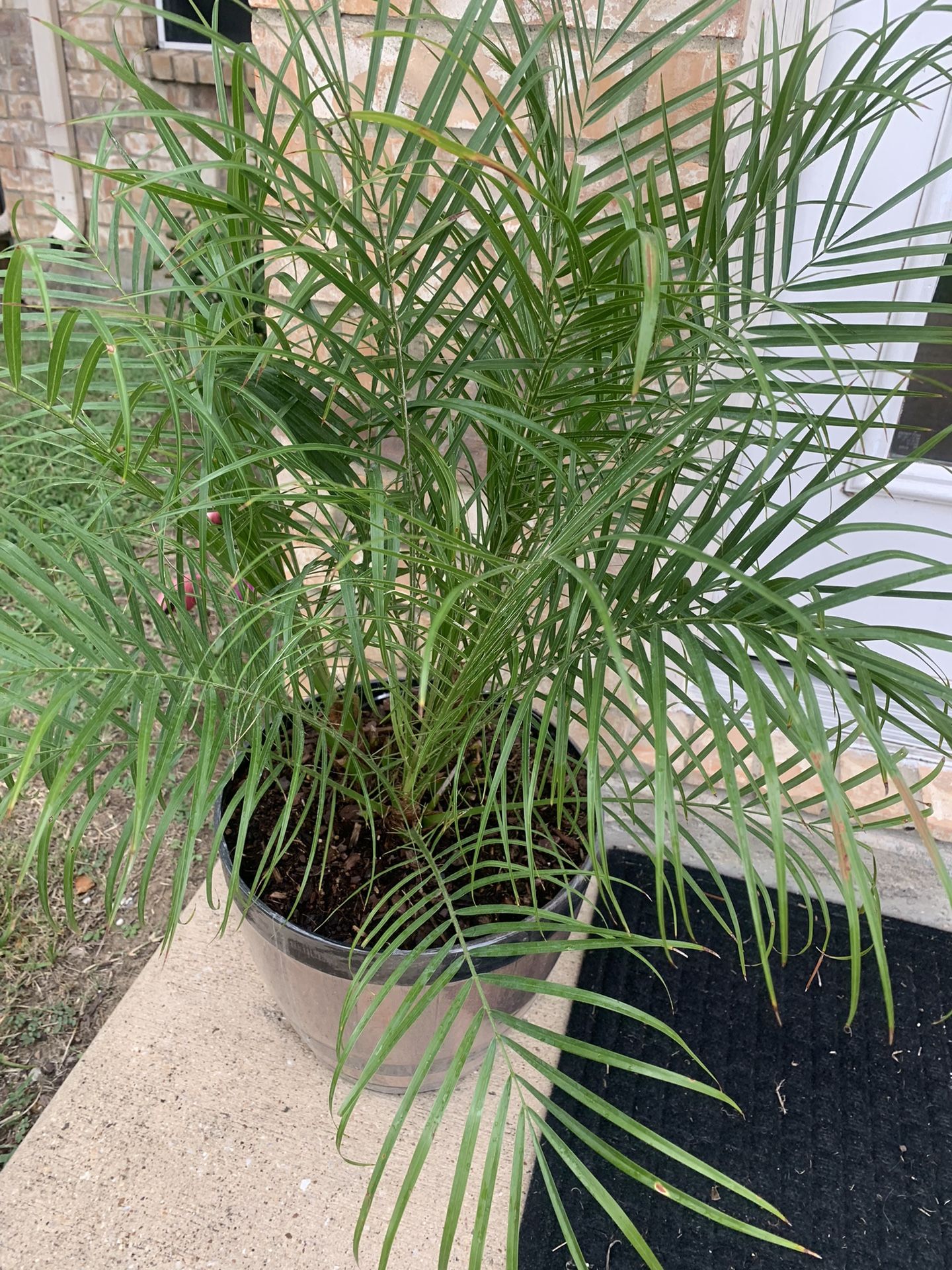 Palm tree nice !  Potted!   