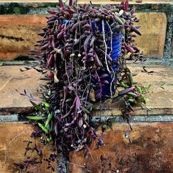 Cascading Potted Plant of SUCCULENTS/Ruby Necklace