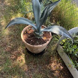 Big Succus Plant