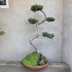 Juniper Prostrate’ Bonsai Plant 