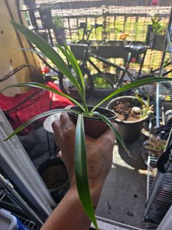 Spider plant