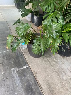 Philodendron Xanadu