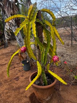 Dragon fruit