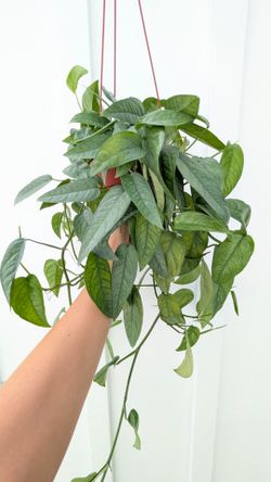Pothos Cebu Blue Plant 6" Pot - Indoor House Plants