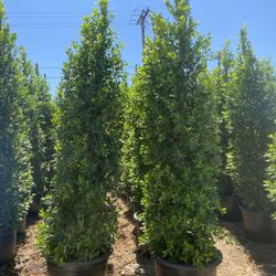 Ficus Nitida Privacy 25gallon 10ft 