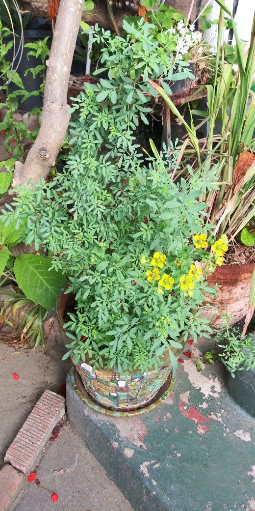 Rue Plant; Ruda