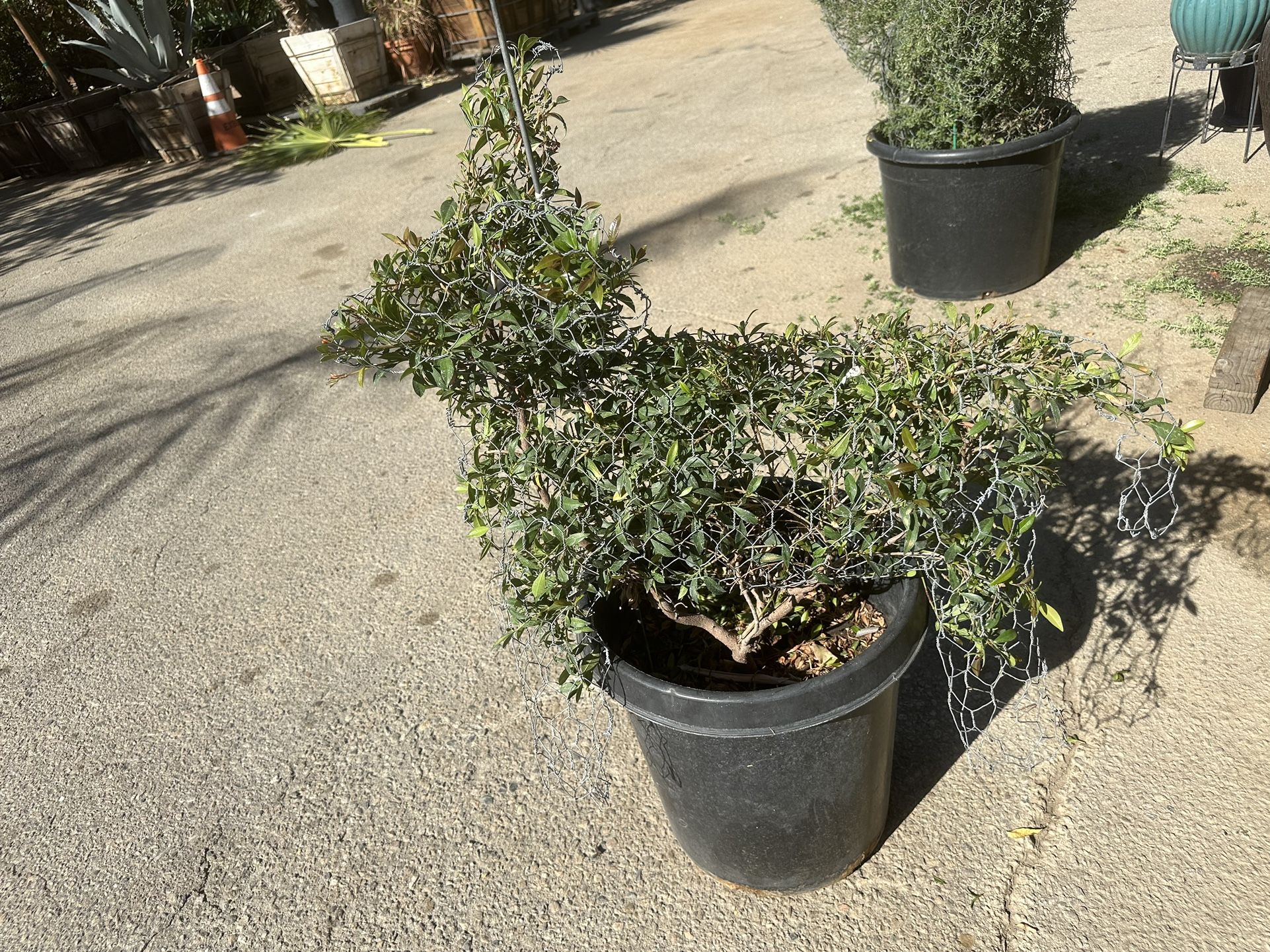 Dog Topiary With Cherry Bush Eugenia Plant 15gal 