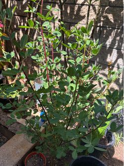 Planta de chipilin