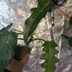 Plant Philodendron Selloum 