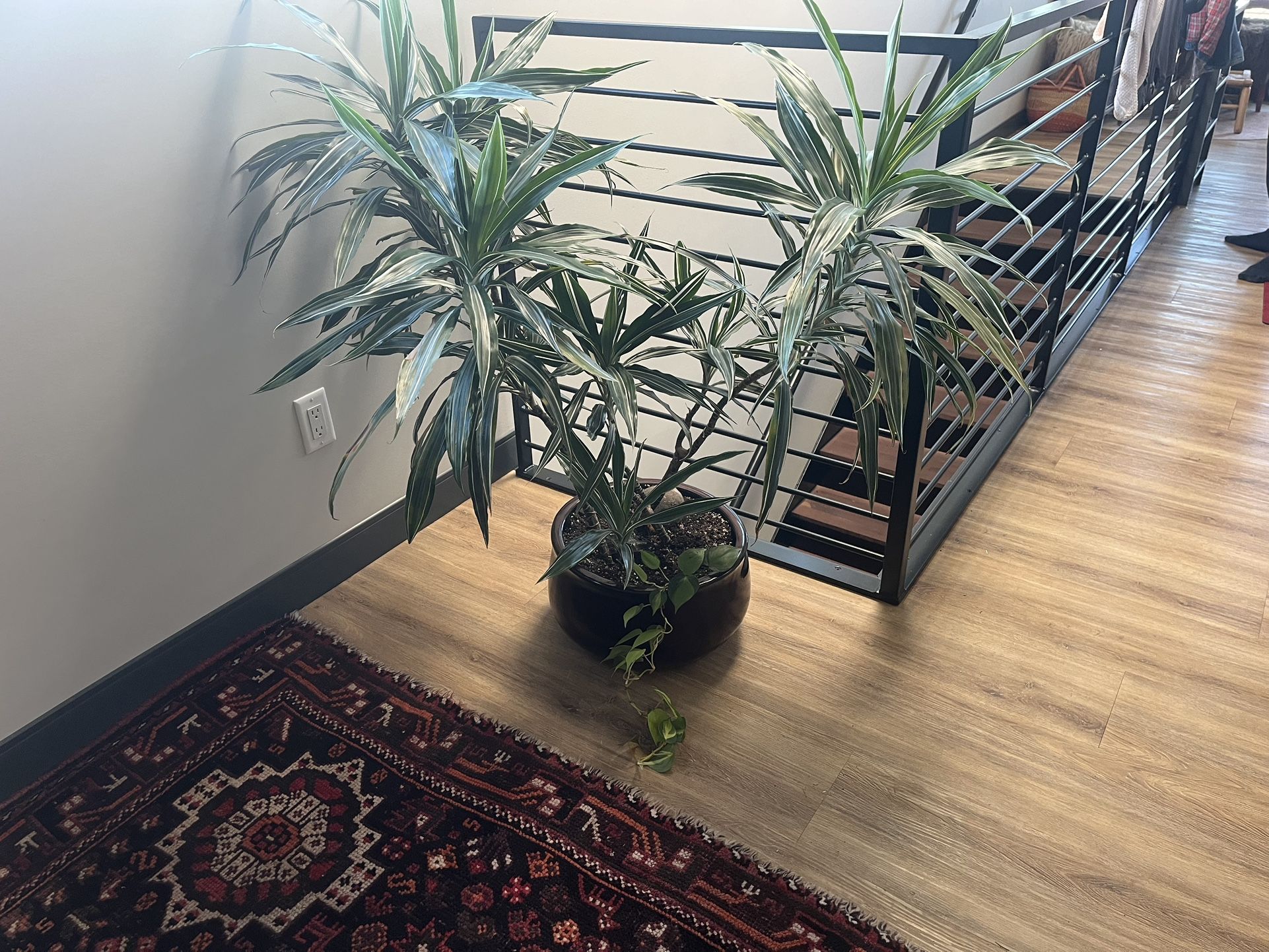 Dracaena Warneckii in Ceramic Pot