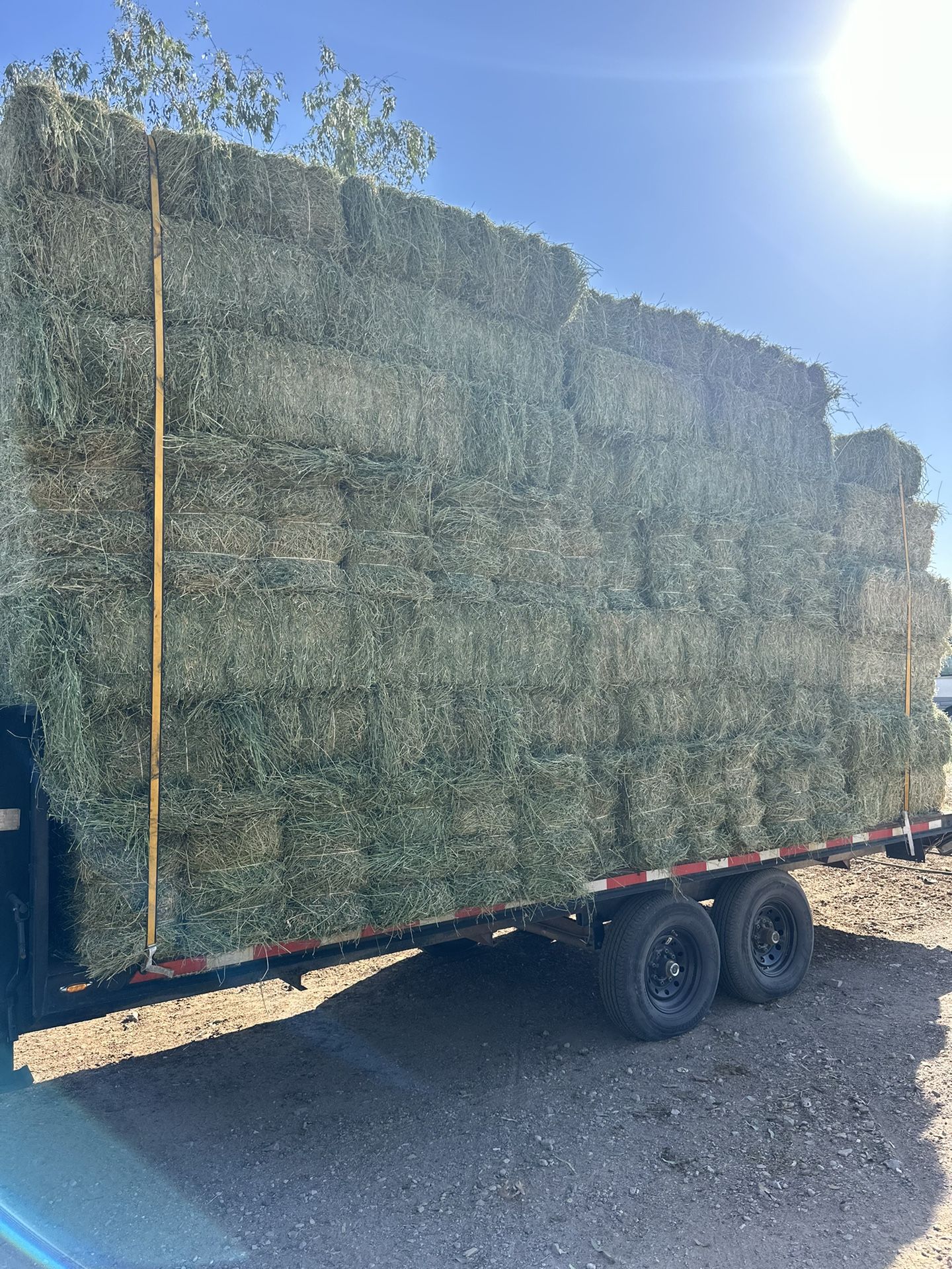 "🌾 Freshly cut, vibrant green alfalfa bales (125 lbs, 3-string) 