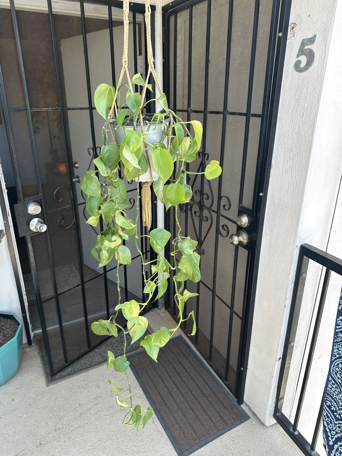 House Plant