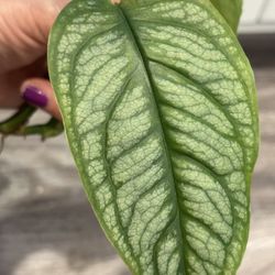 Monstera Siltepecana  Cutting