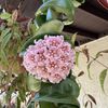 Plants & More