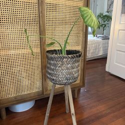 Wicker Planter
