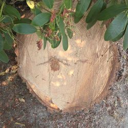 Free Wood 