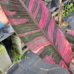 nono  pink variegated plant in 3gal rare  plants produce fruit