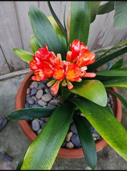 Mature Clivia Miniata Cluster in Square Planter